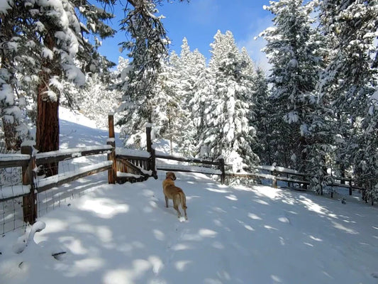 A New Dog and a Nice Discount